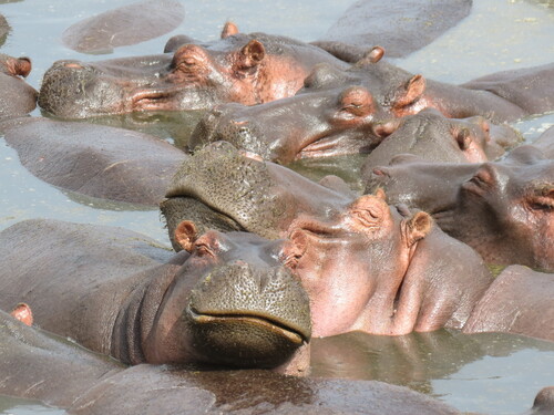 Pod of hippos resting in a pool in northern Tanzania