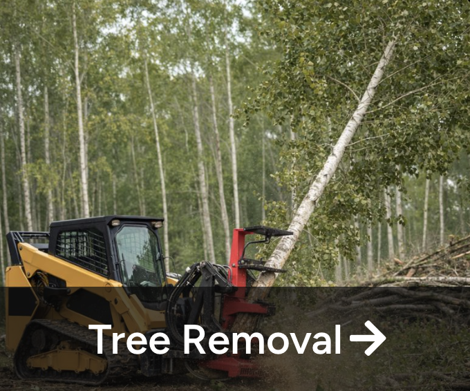 Tree removal in Alberta