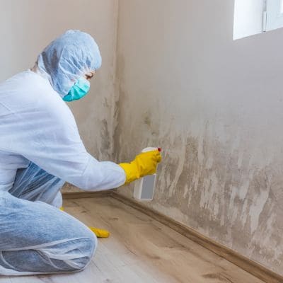 mold remediation in Hutto