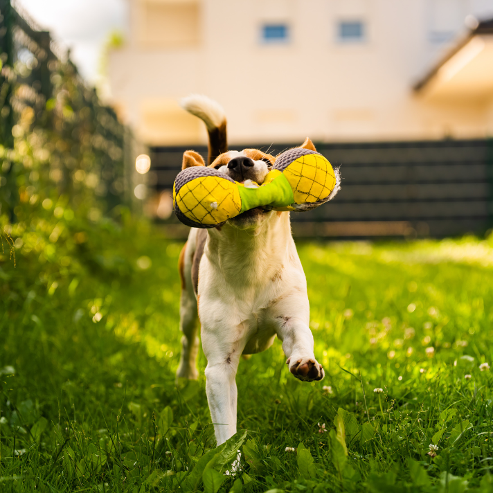 Excited dog playing fetch in a spotless backyard.