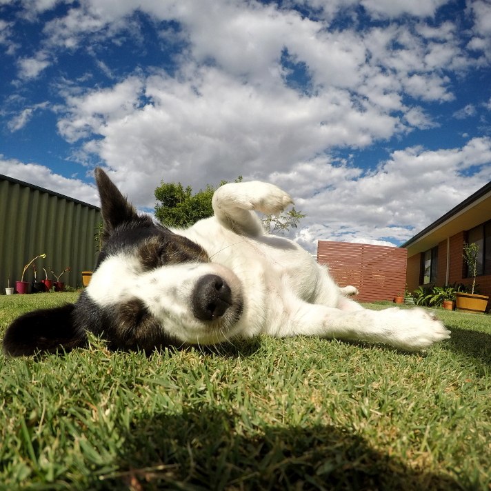 Relaxed dog lying in a tidy backyard.