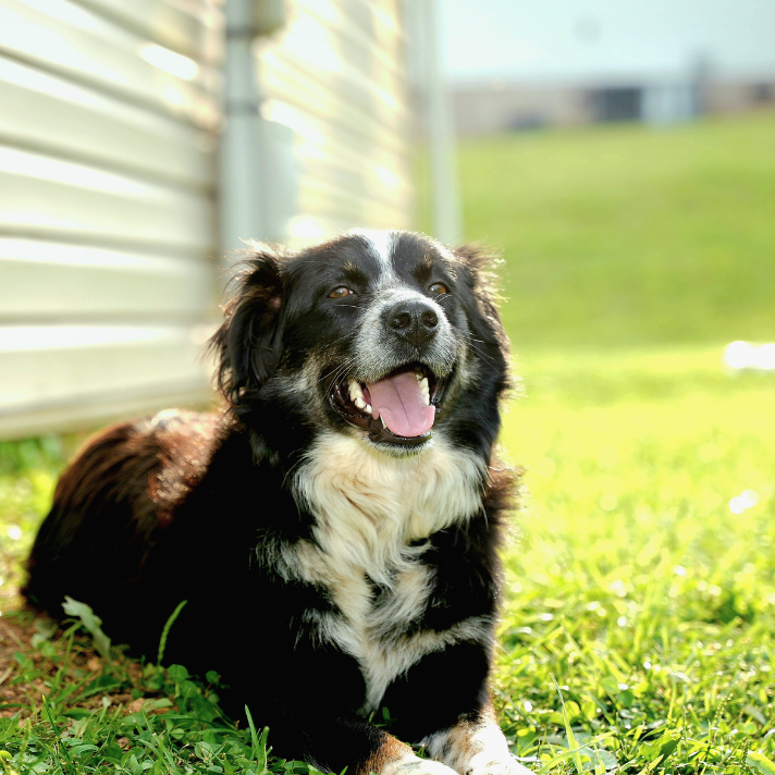 Dog sitting happily in a clean yard.