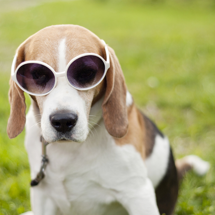 Cool dog wearing sunglasses in a poop-free yard.