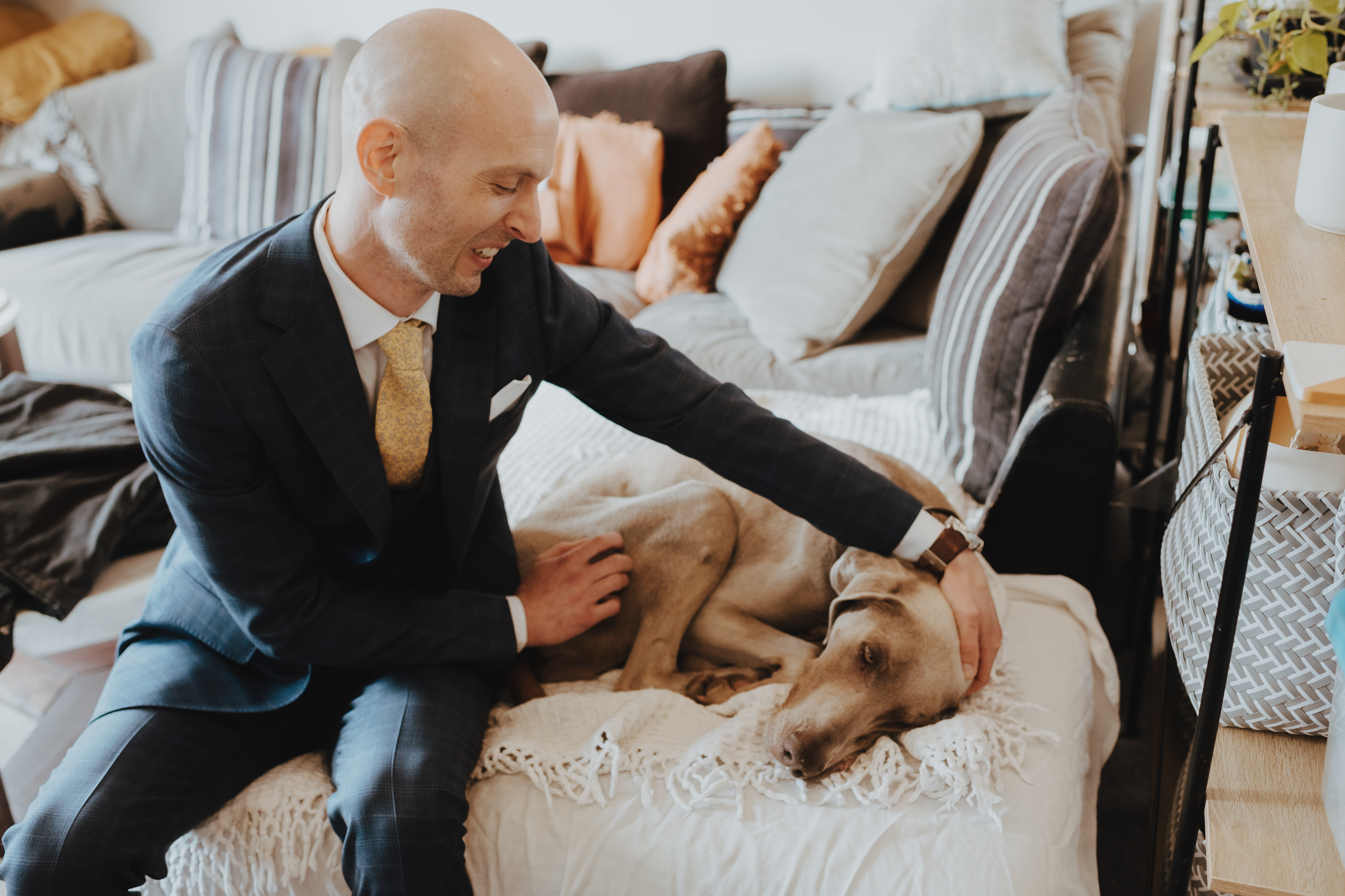 groom and his weimeraner groom and his weimeraner