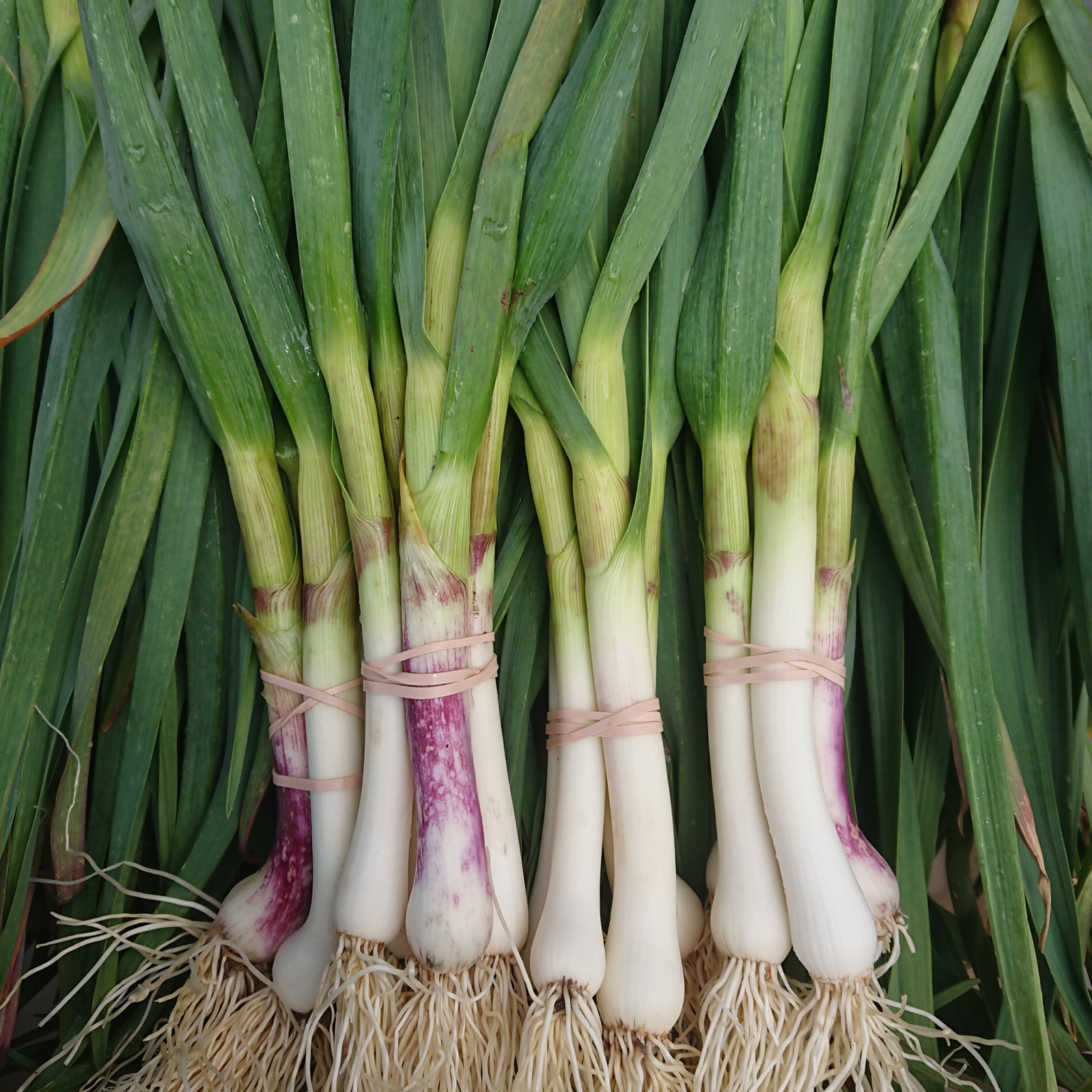 Green Garlic