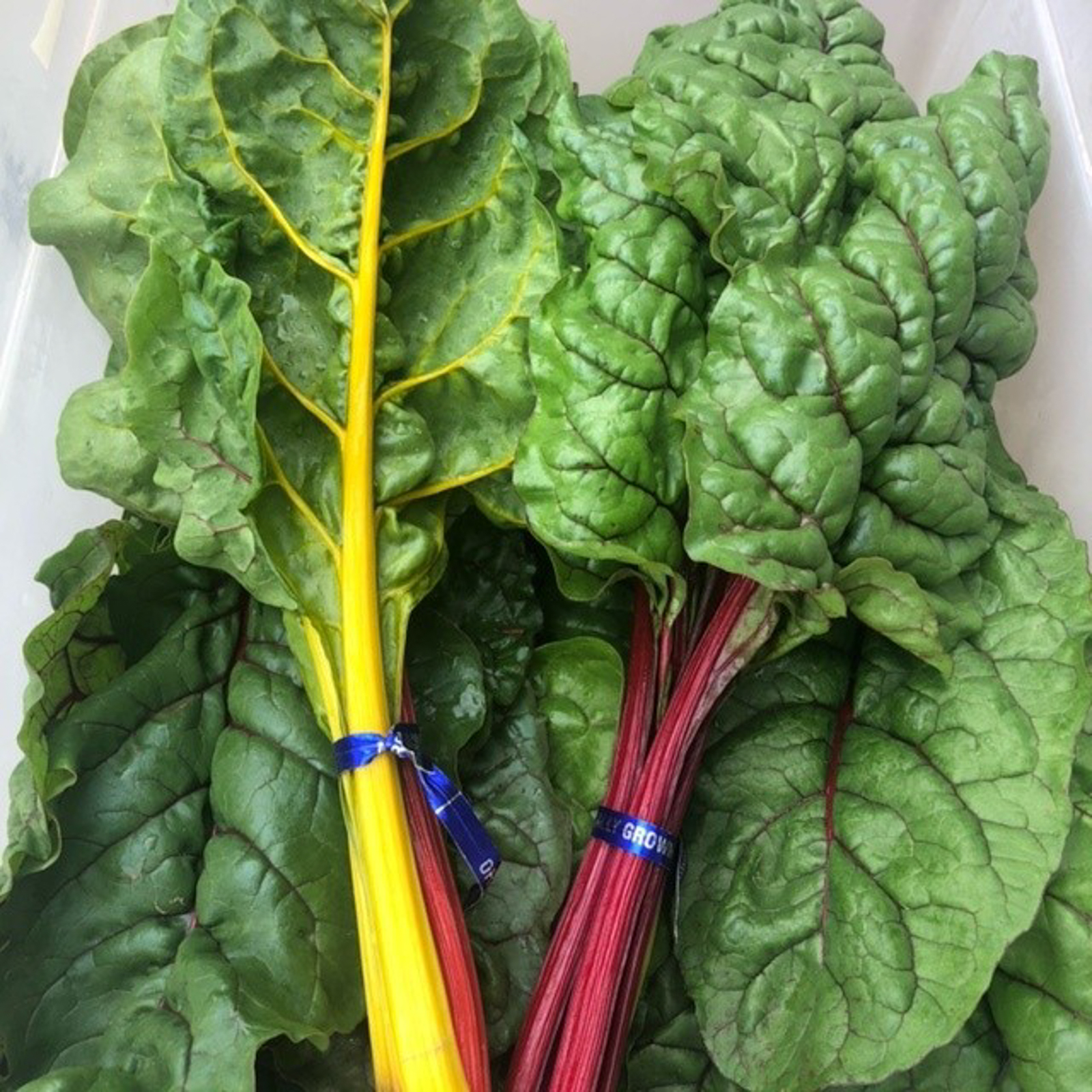 Rainbow Swiss Chard