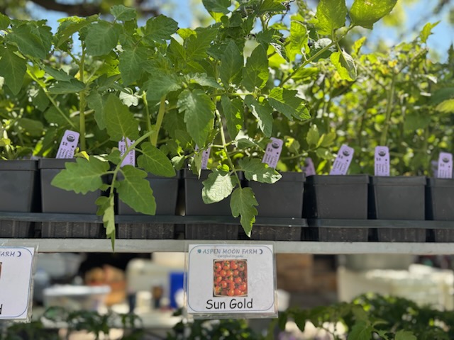 Tomato Starts
