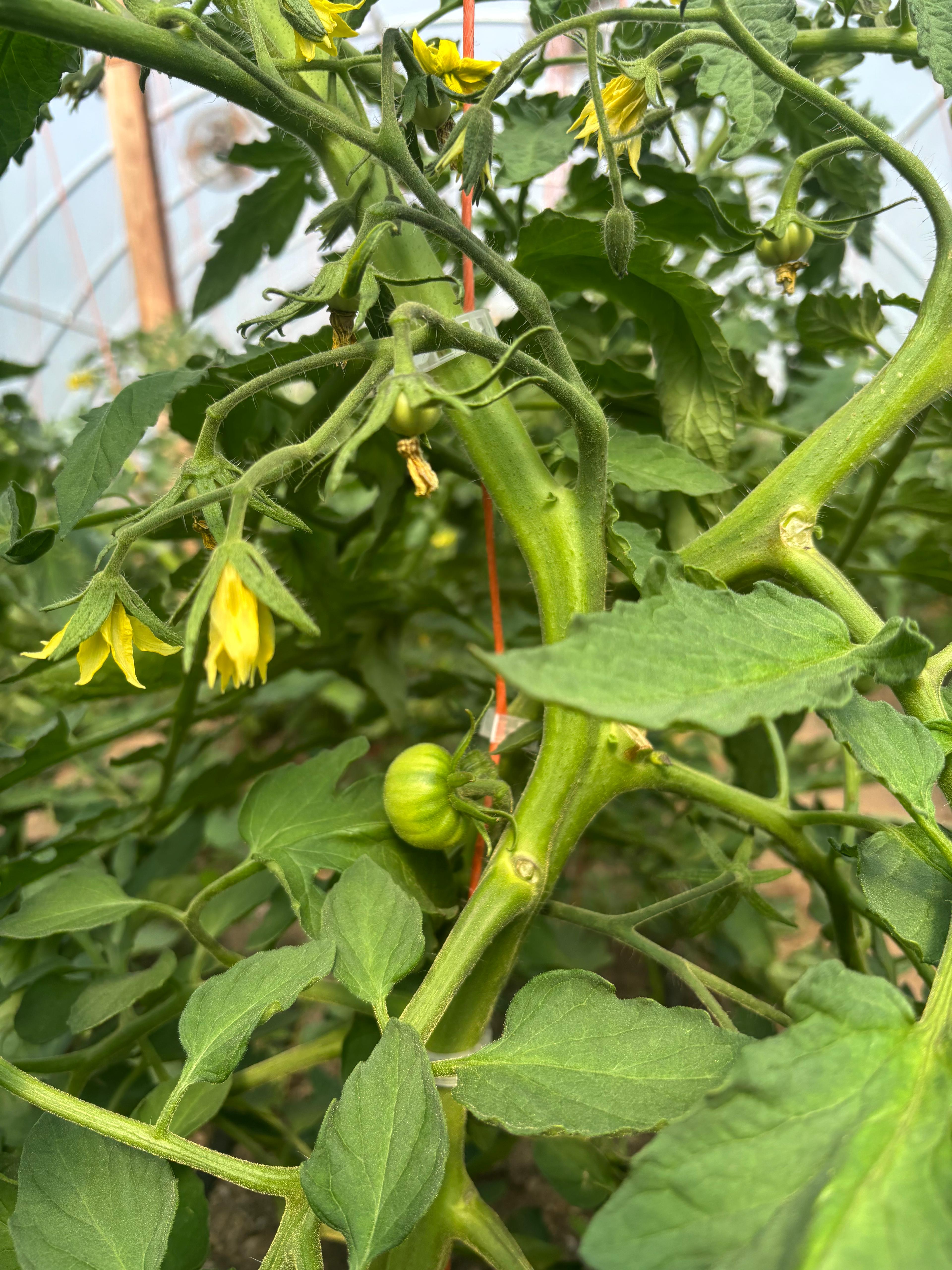 Plant Starts