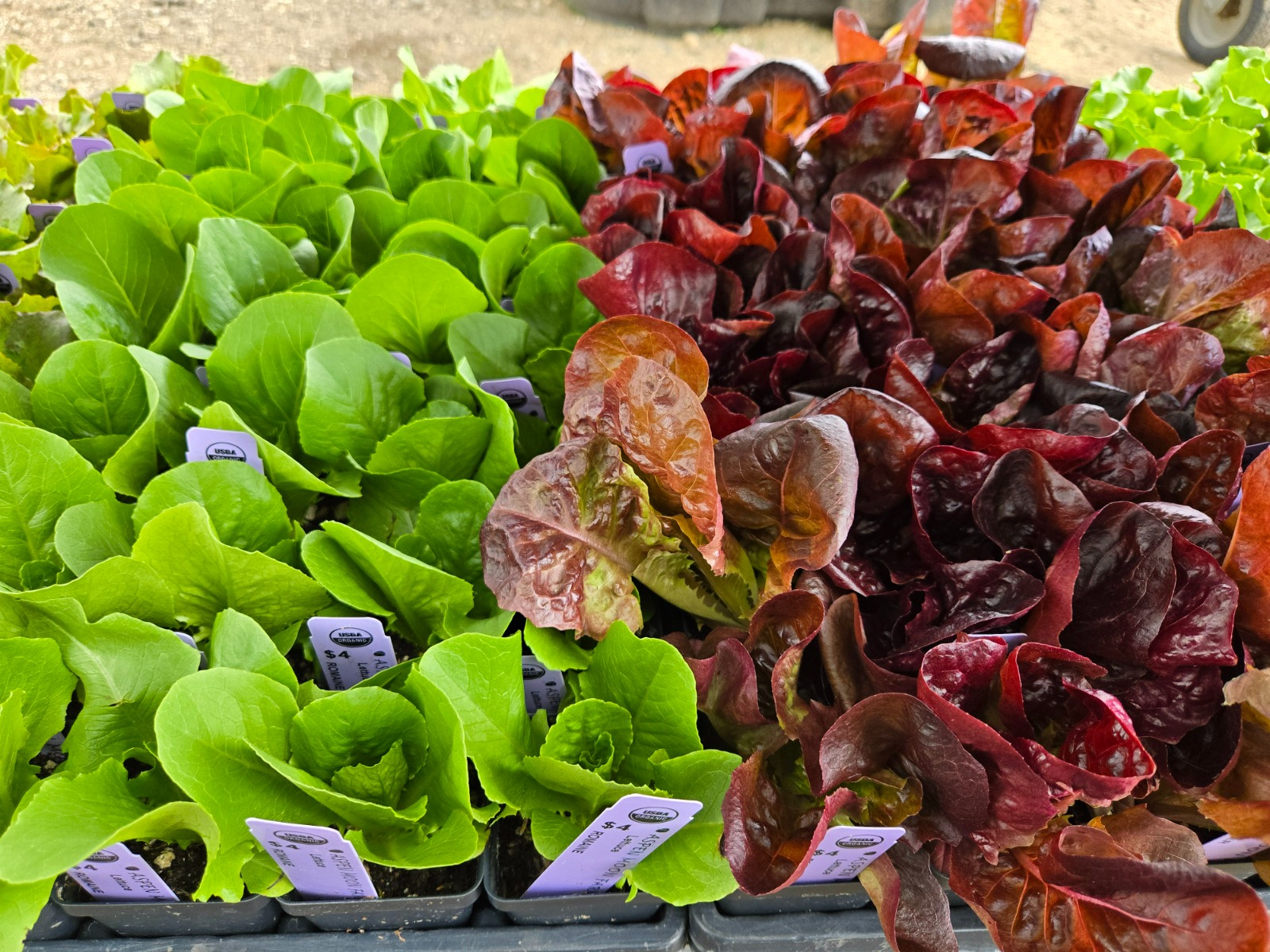 Lettuce Starts