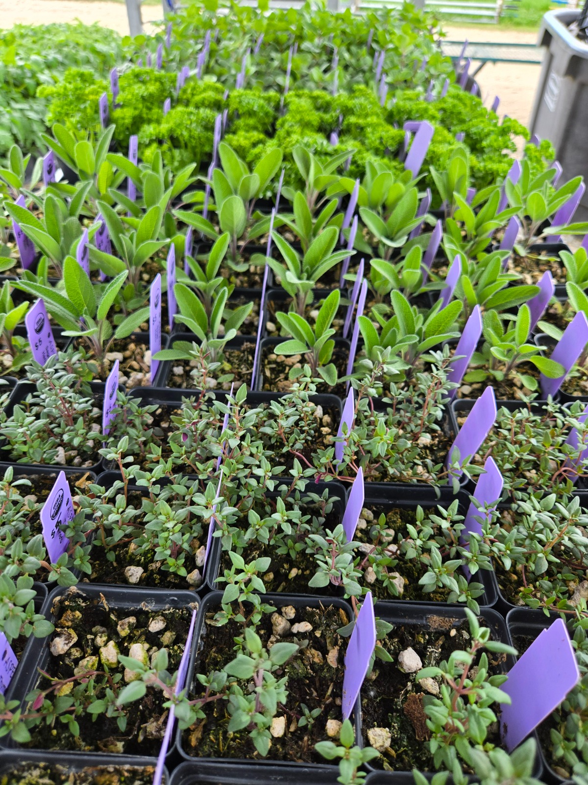 Thyme & Sage