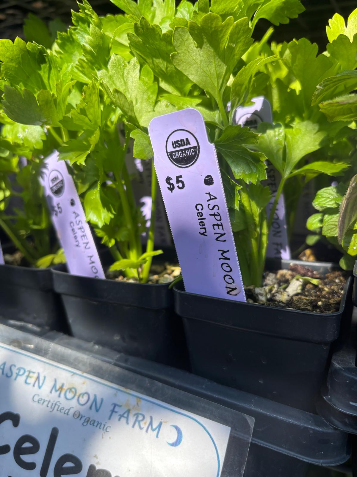 Celery Starts