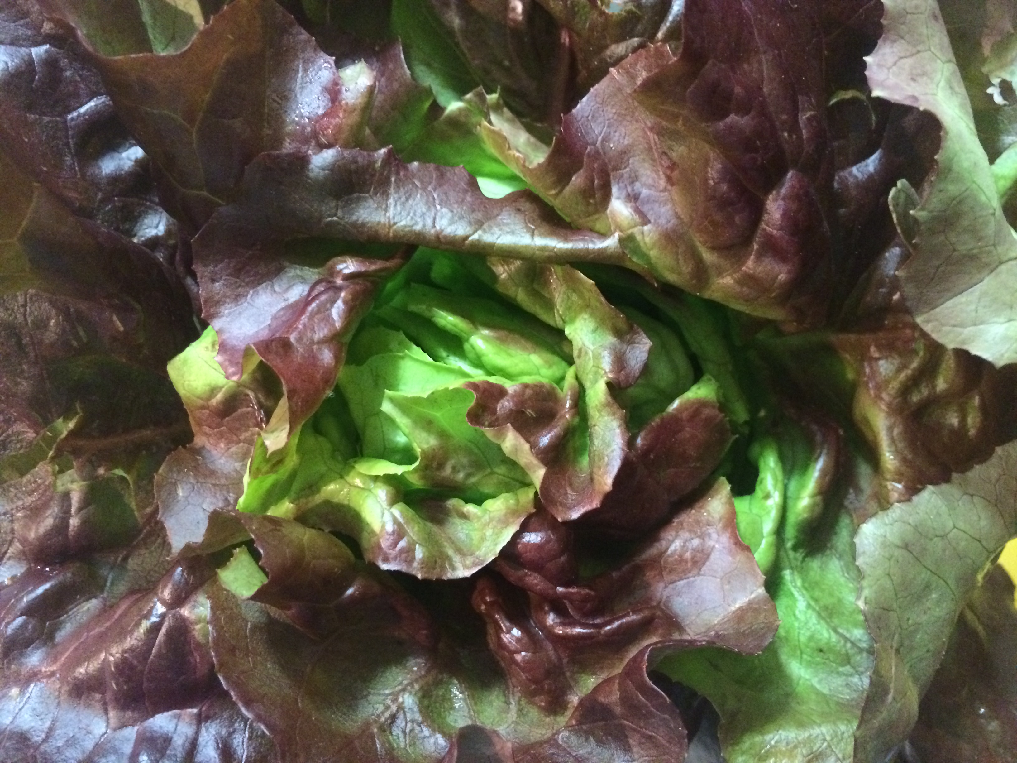 Butter Head Lettuce