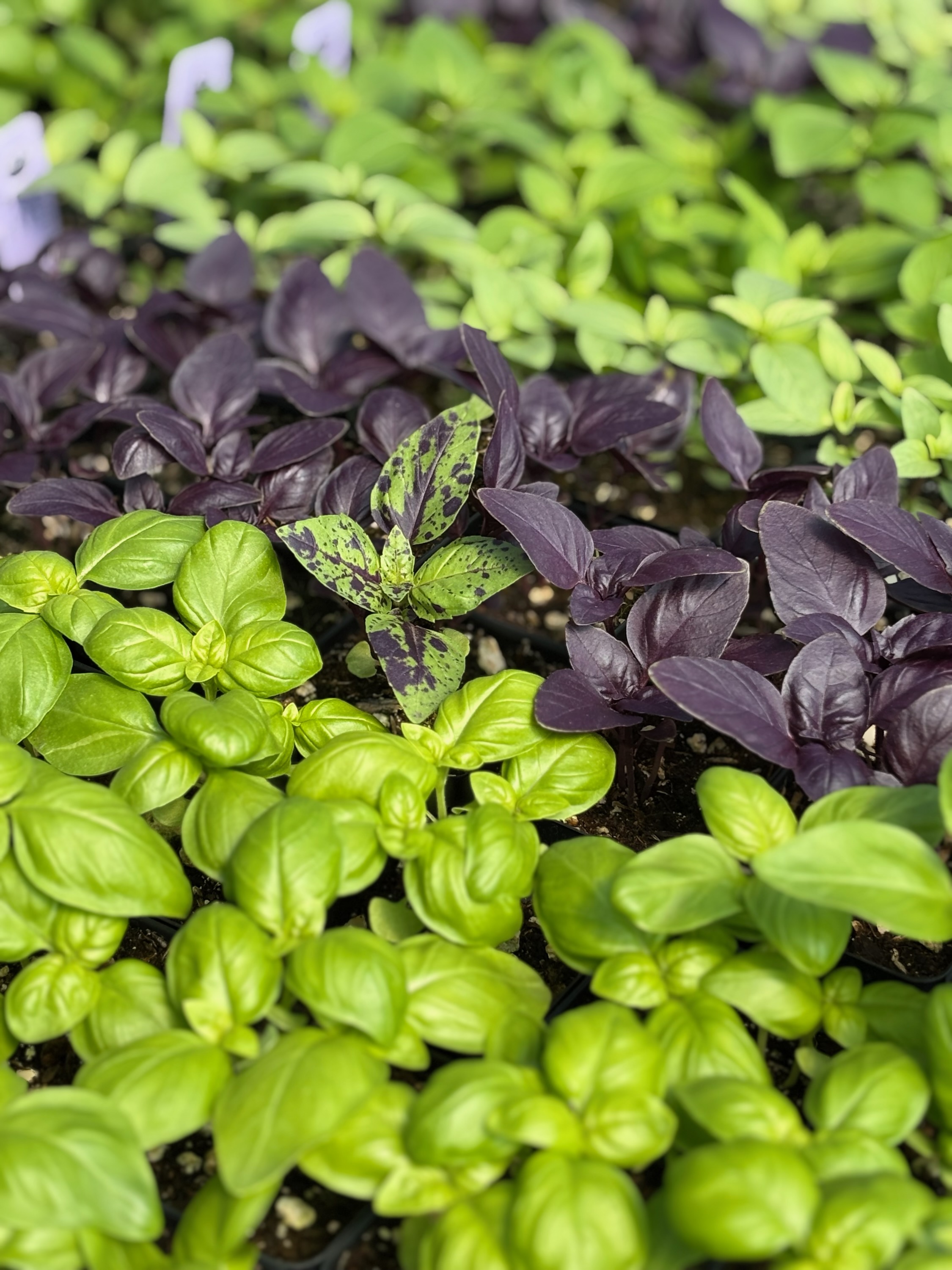 Basil Starts