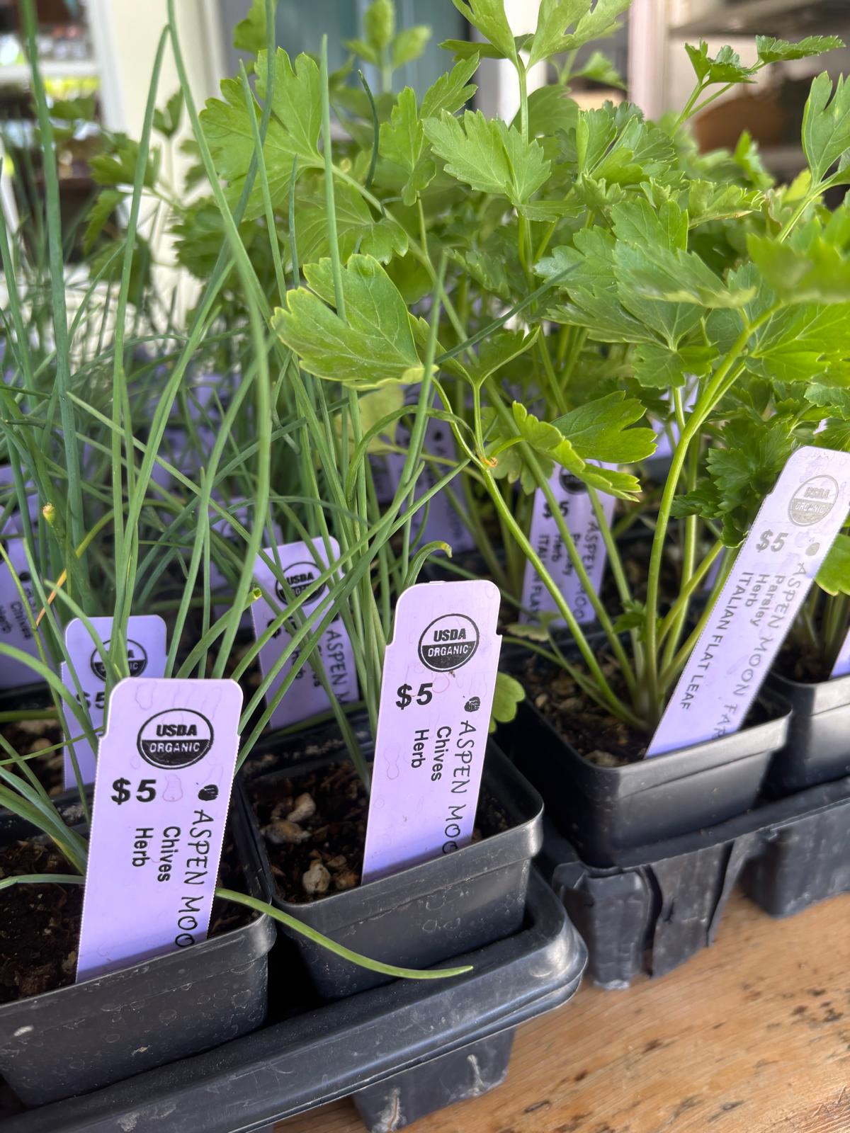 Chives / Parsley - Plants