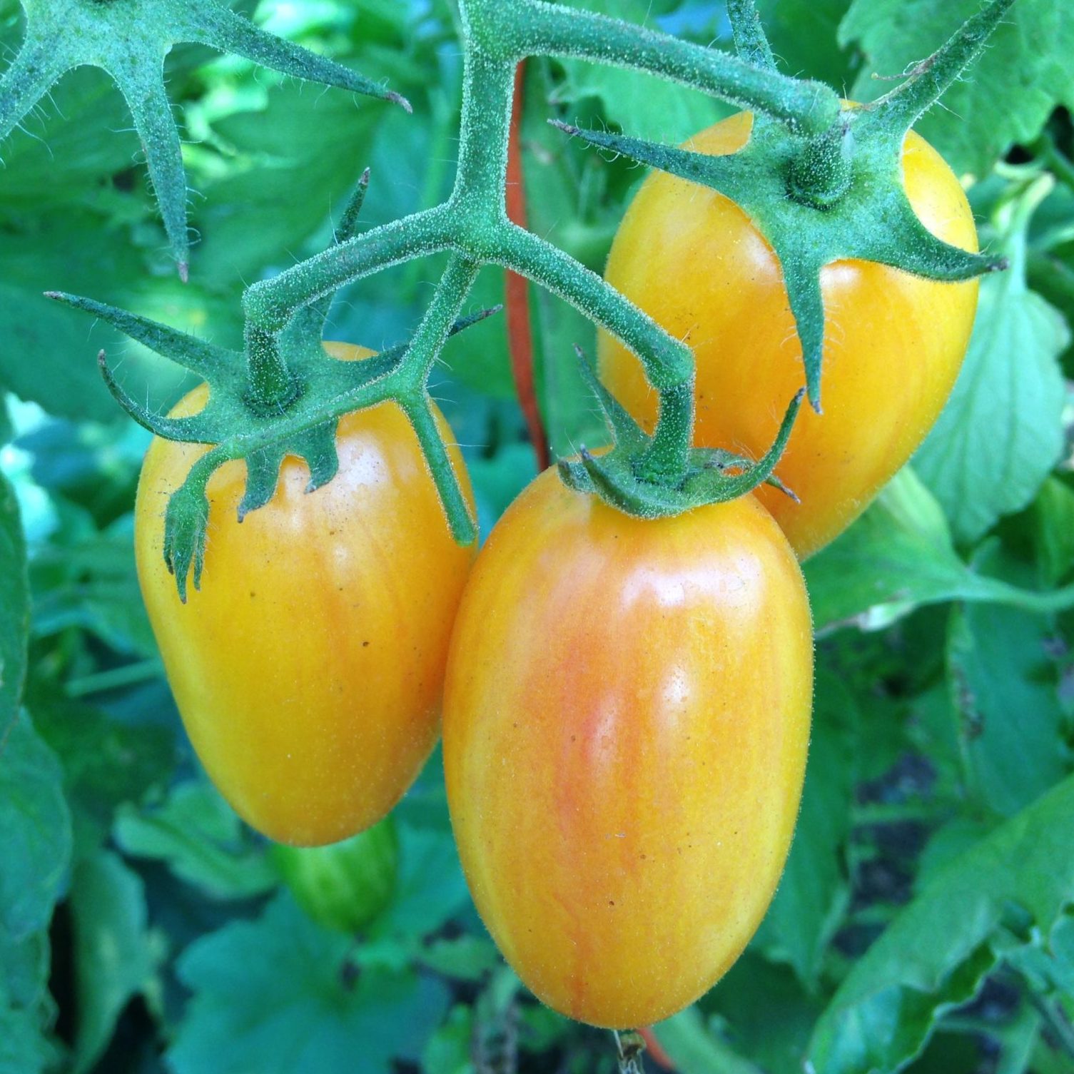 Blush Tomato -  Plants