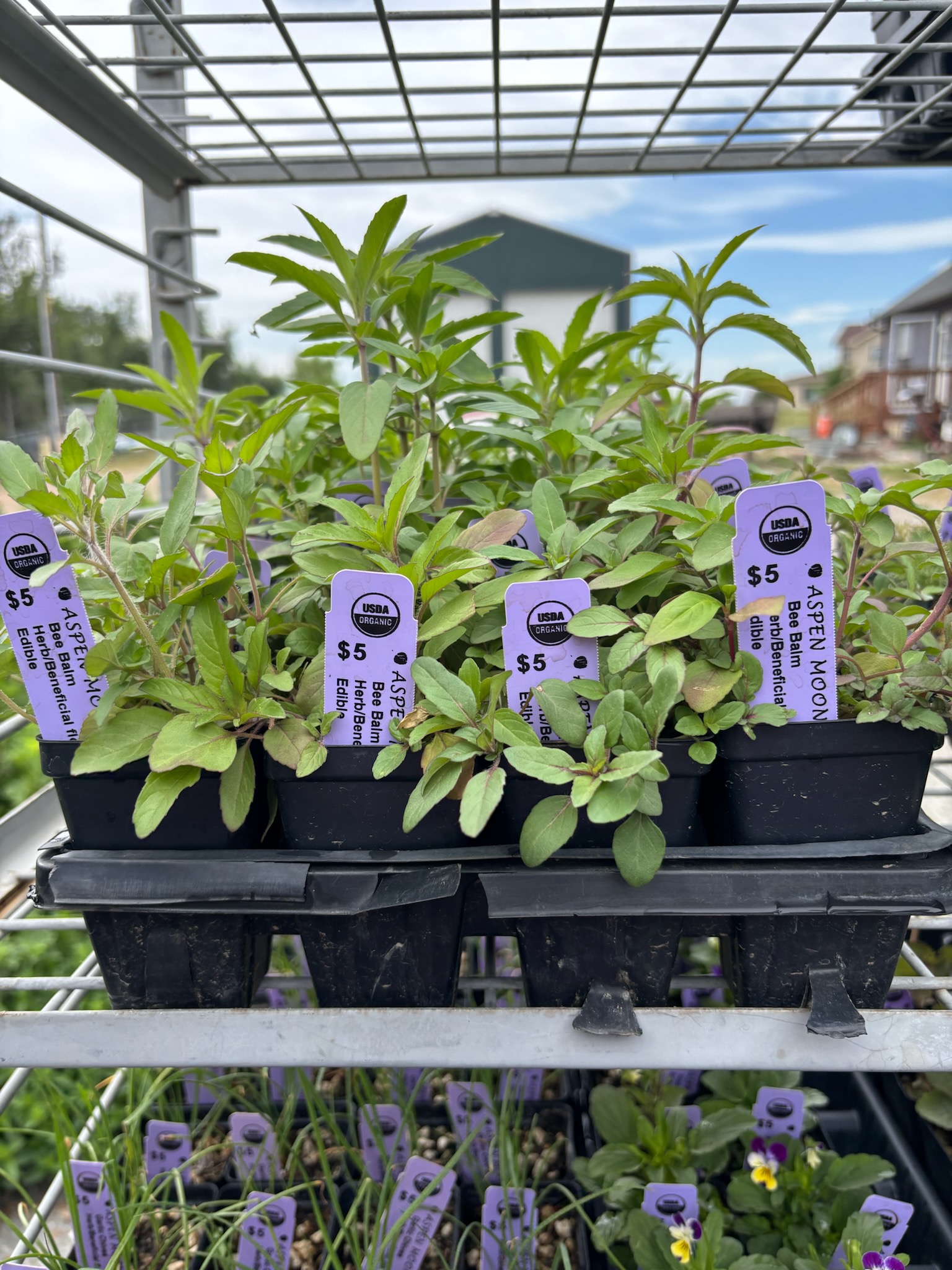 Bee Balm - Plants