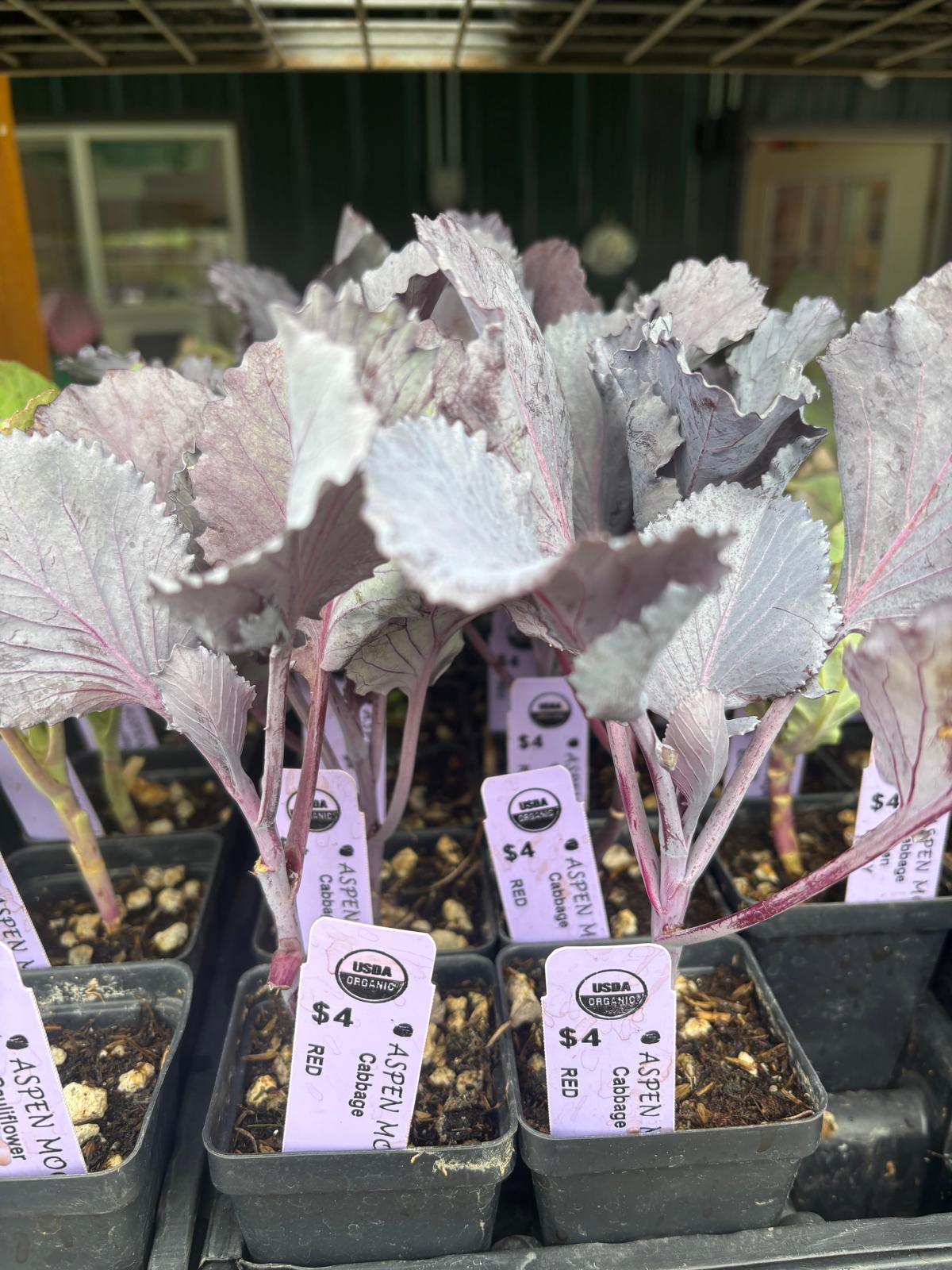 Red Cabbage - Plants