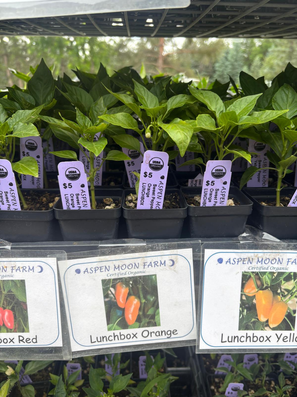 Lunch Box Peppers -  Plants
