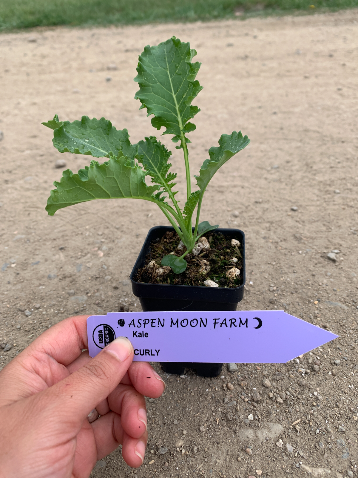 Kale - Plants