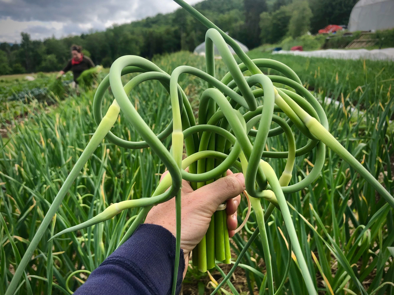 Garlic Scapes