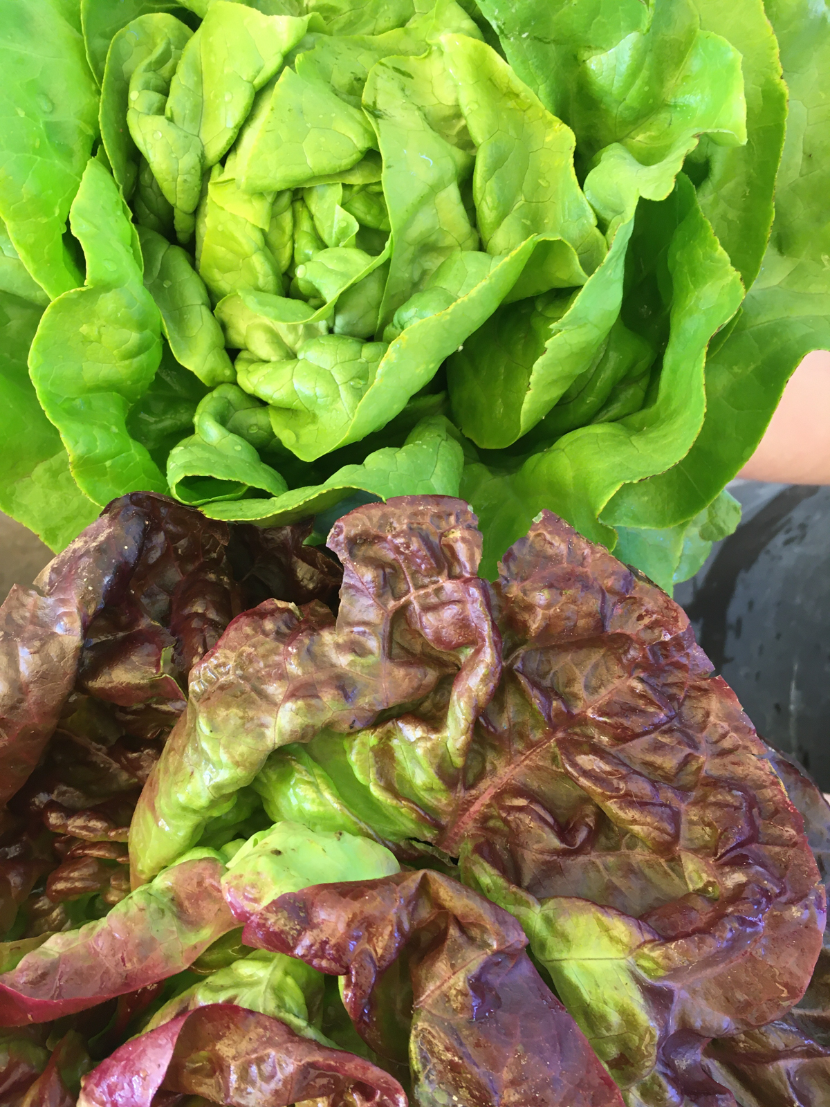 Butterhead Lettuce