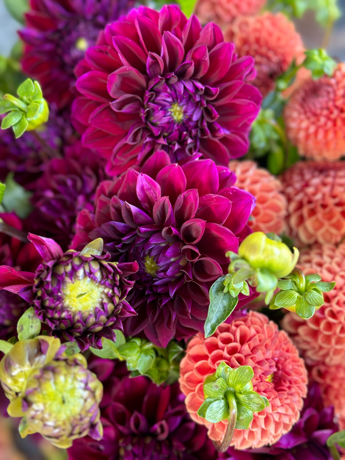 Dahlia tubers