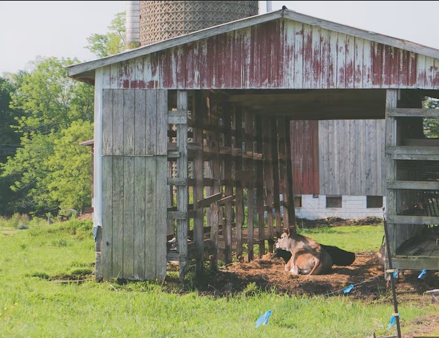 Huntersville Shed Removal & Teardown