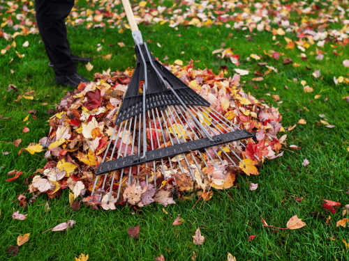 Yard Cleaning in Brisbane