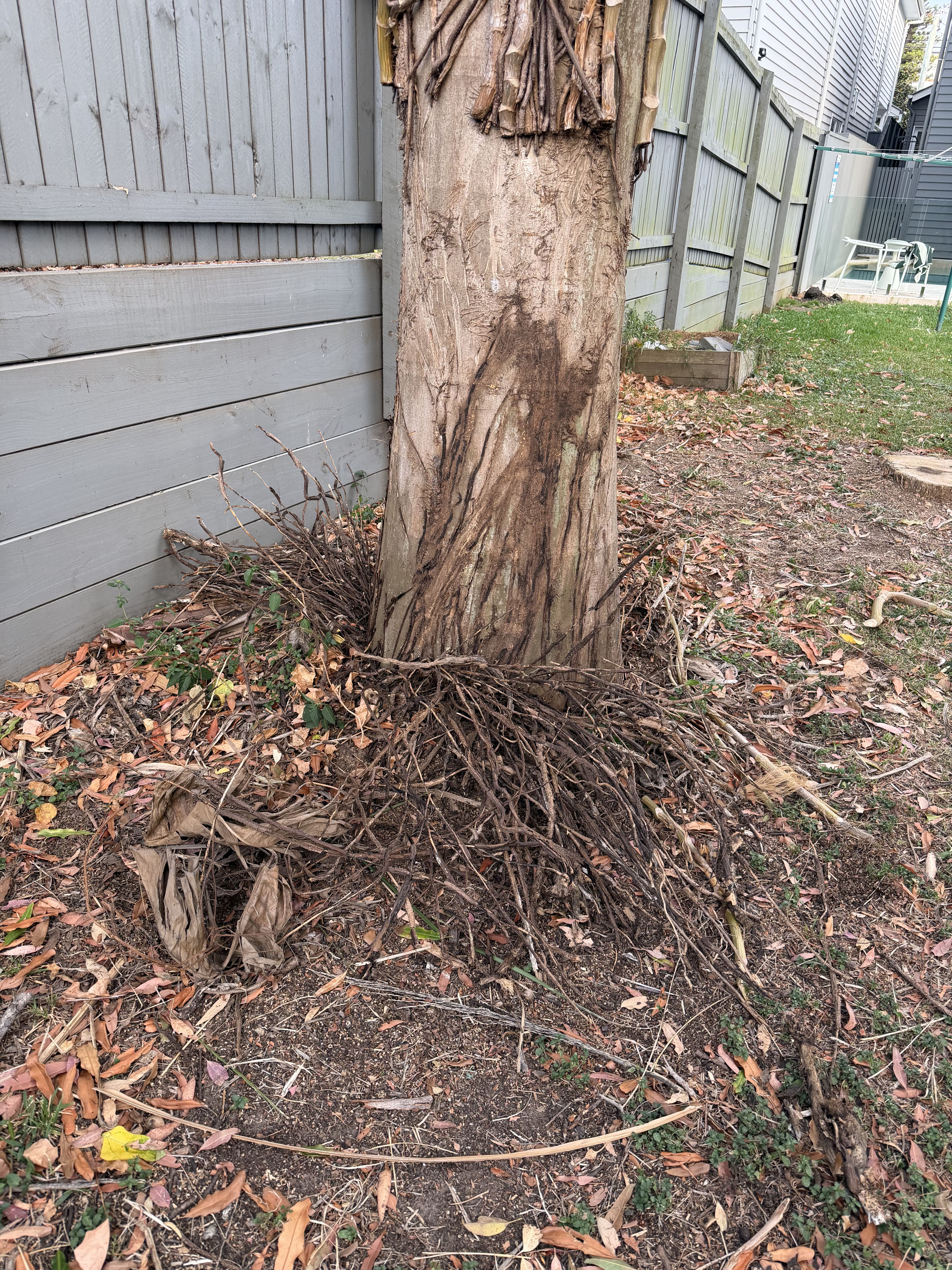 Trimming Brisbane