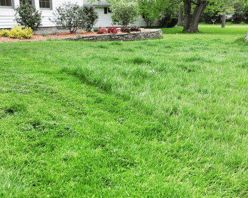 New Farm Lawn Mowing