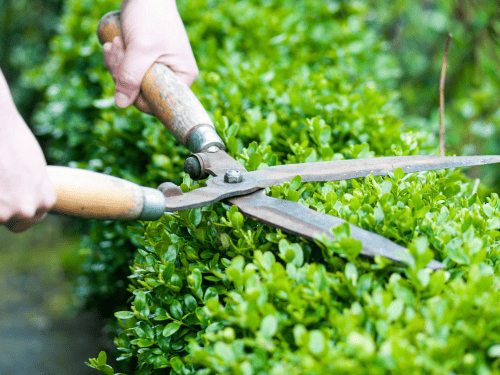 Bulimba Trimming