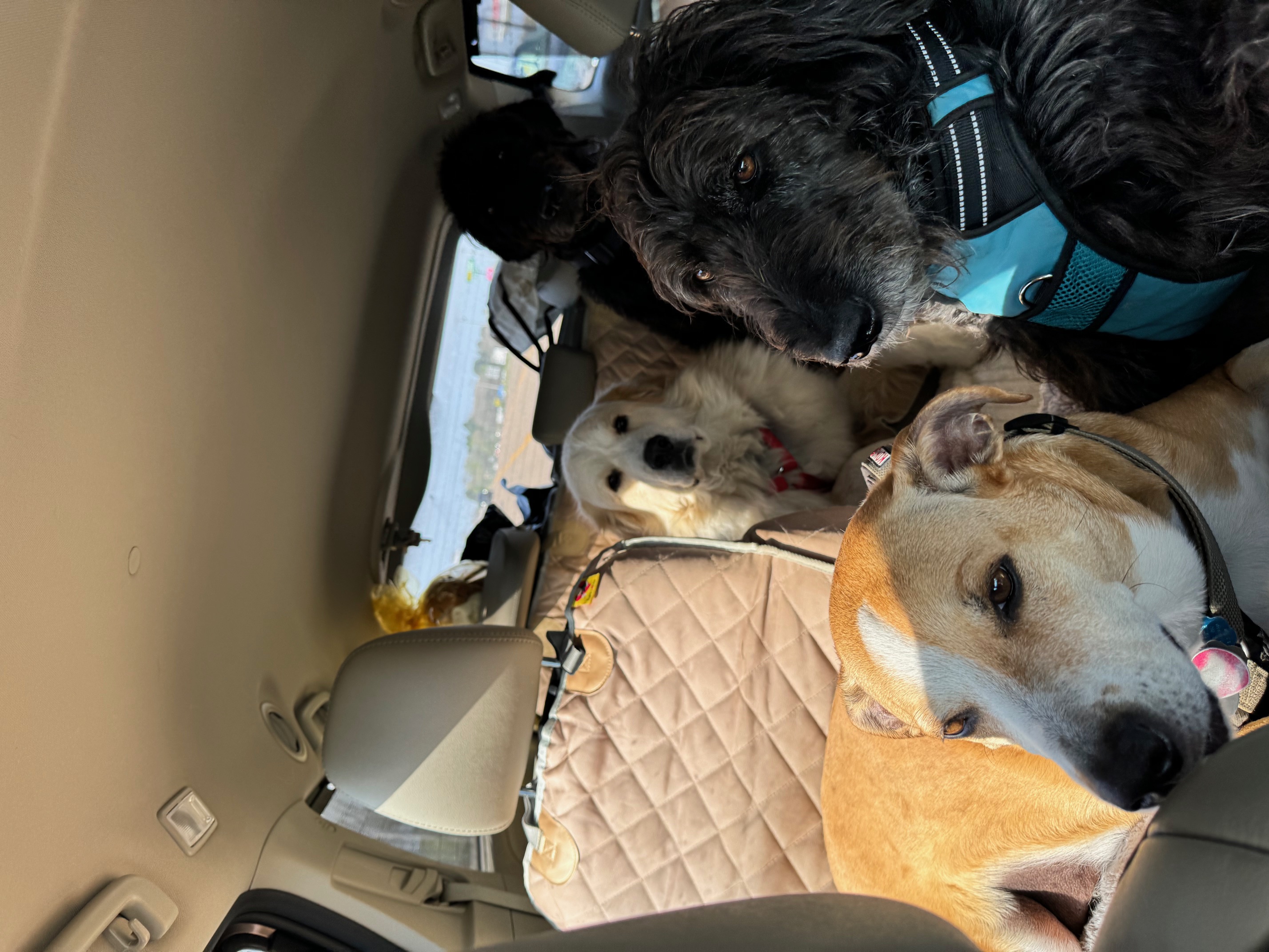 travelling with dogs travelling with dogs