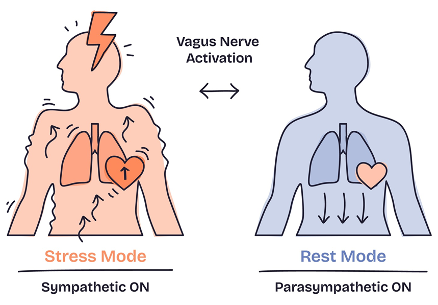 Diagram comparing the sympathetic nervous system stress mode to the parasympathetic rest mode, connected by vagus nerve activation