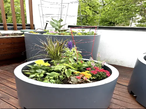 Mayfair Planting
