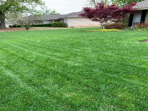 North Mayfair Lawn maintenance