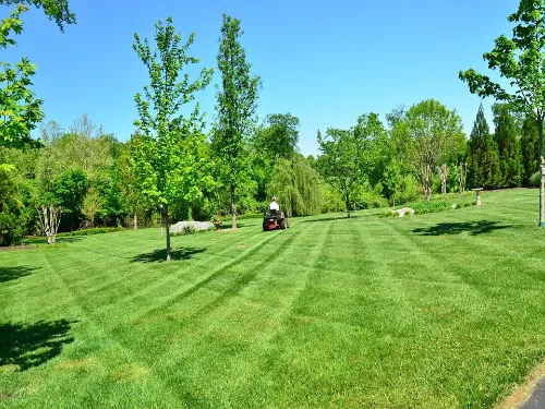 North Mayfair Planting