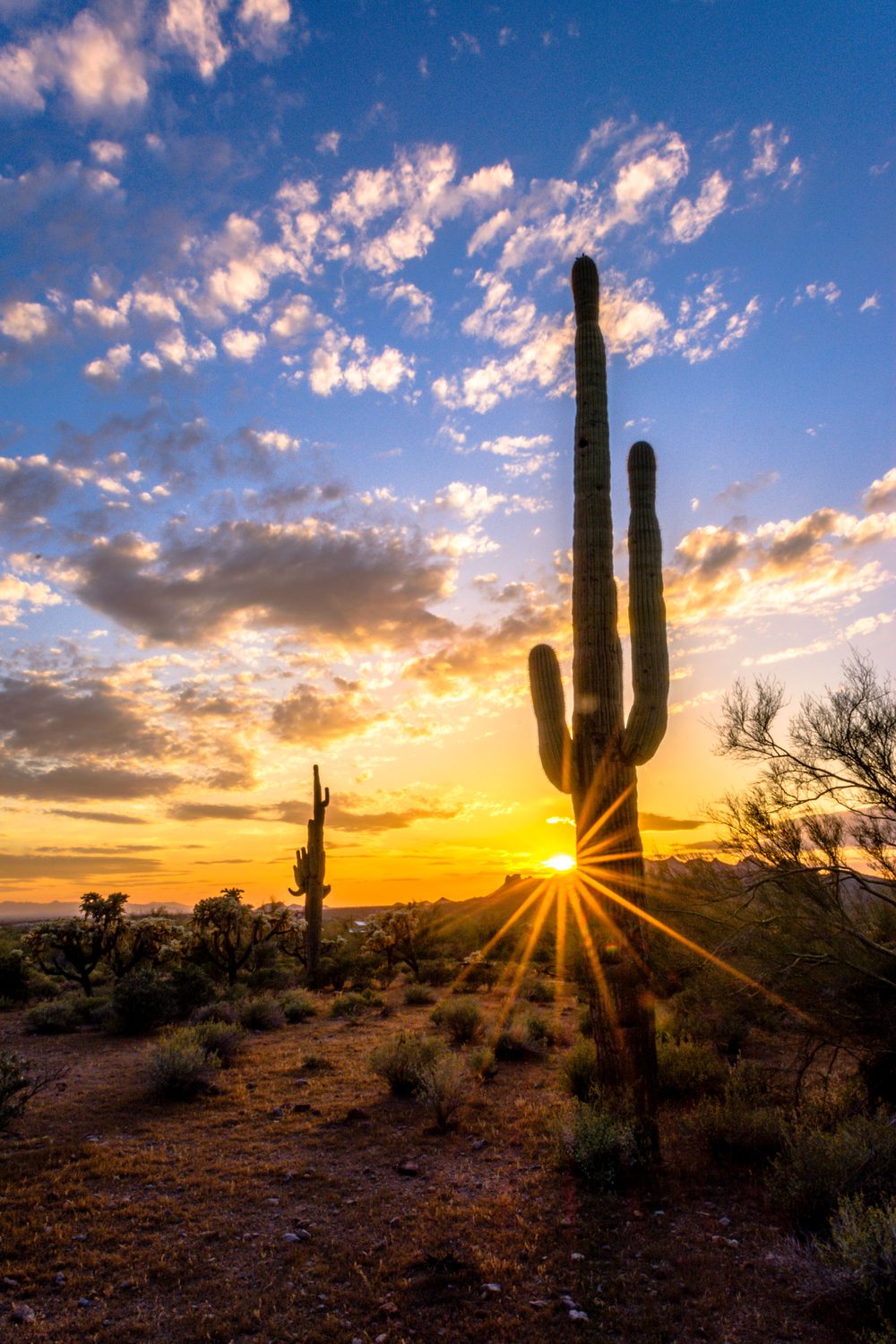 Saguaro cactus against an Arizona sunset