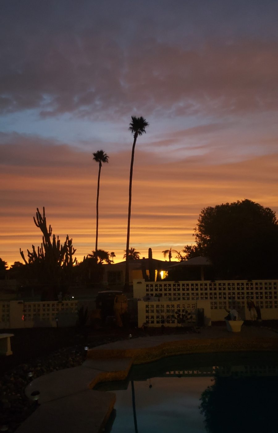 Palm trees silhouetted against a Sun City sunset