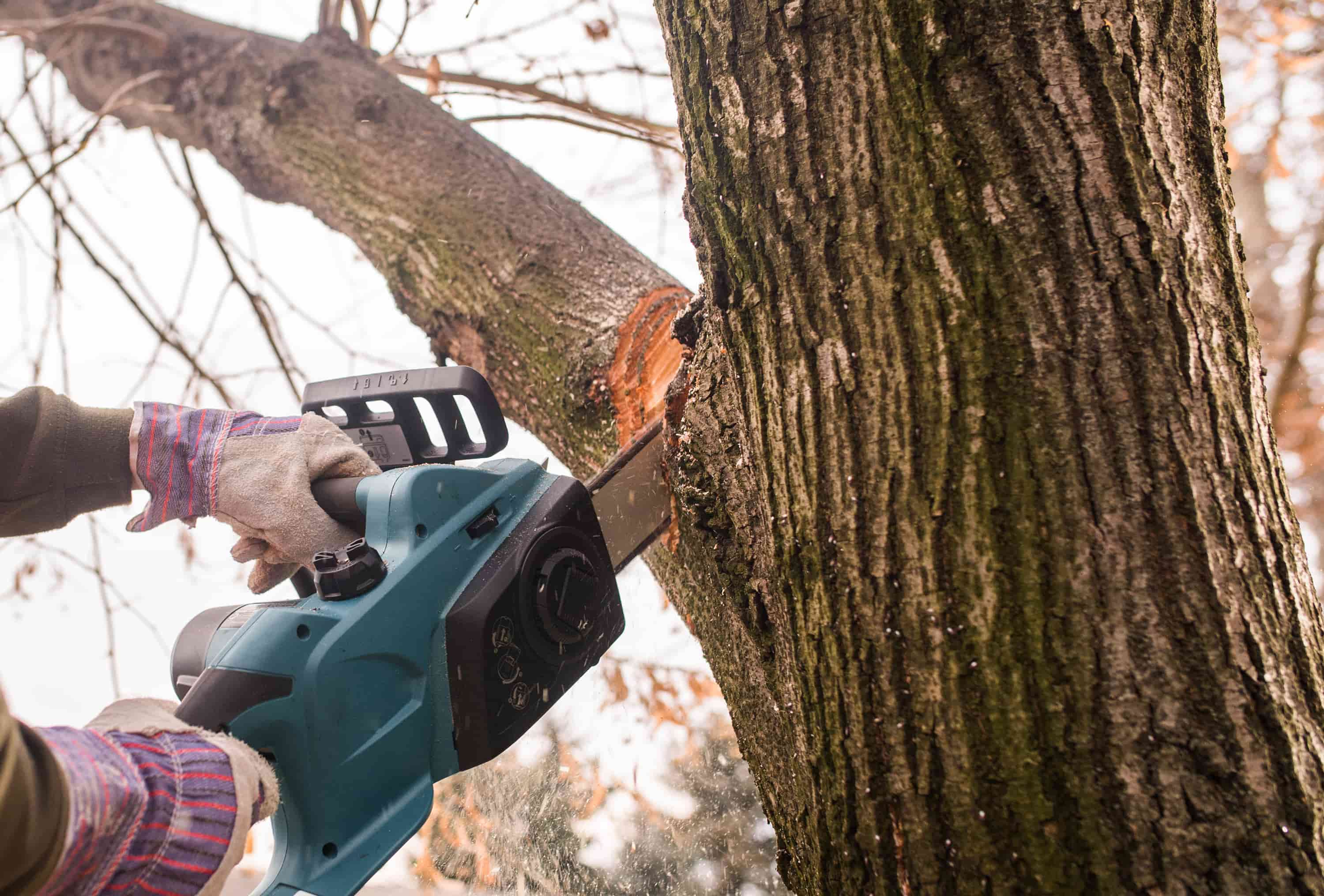 Tree Removal