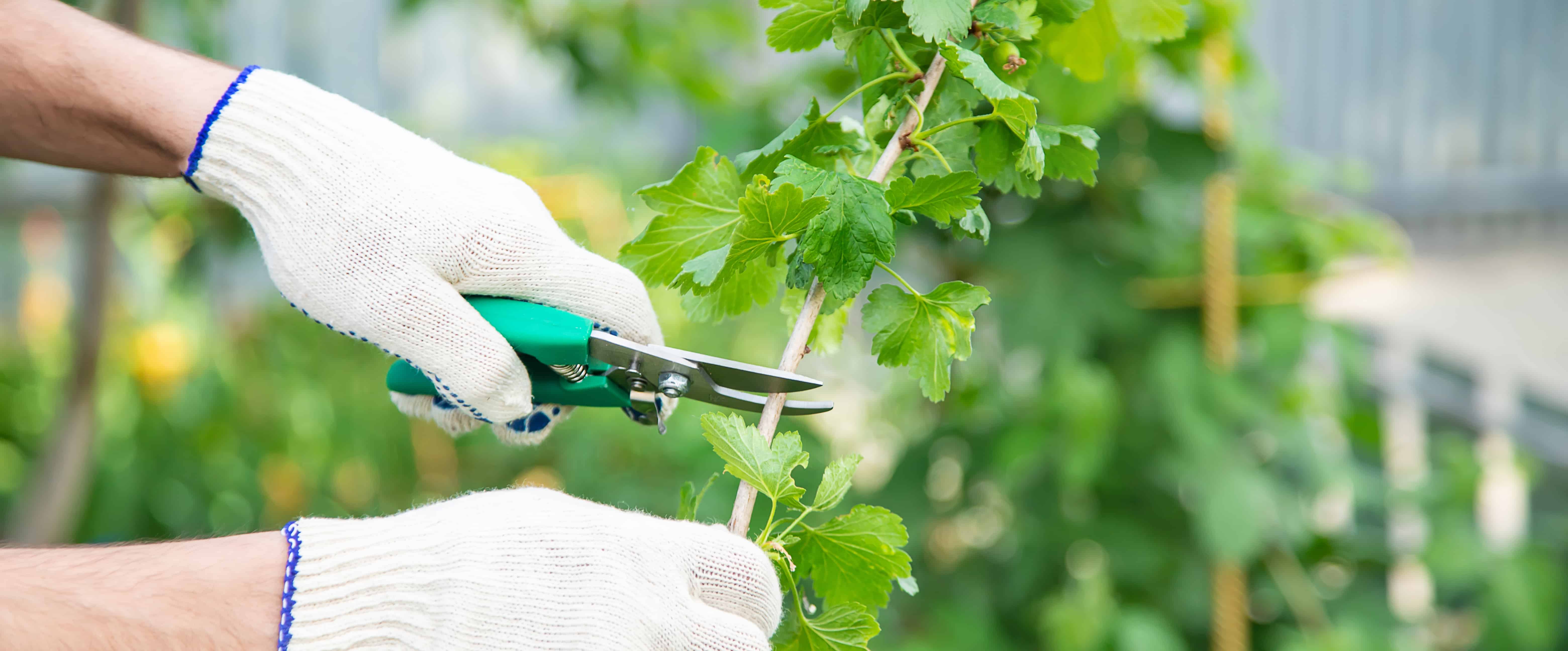 White Gloves Pruning Branch