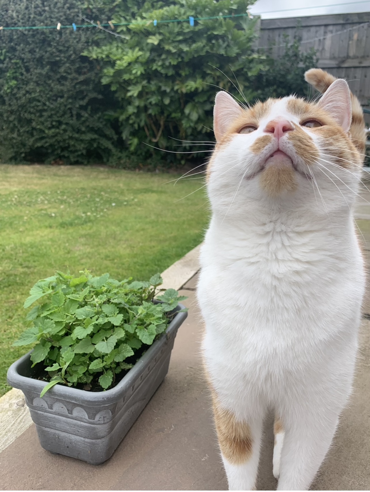 Cat friendly plants