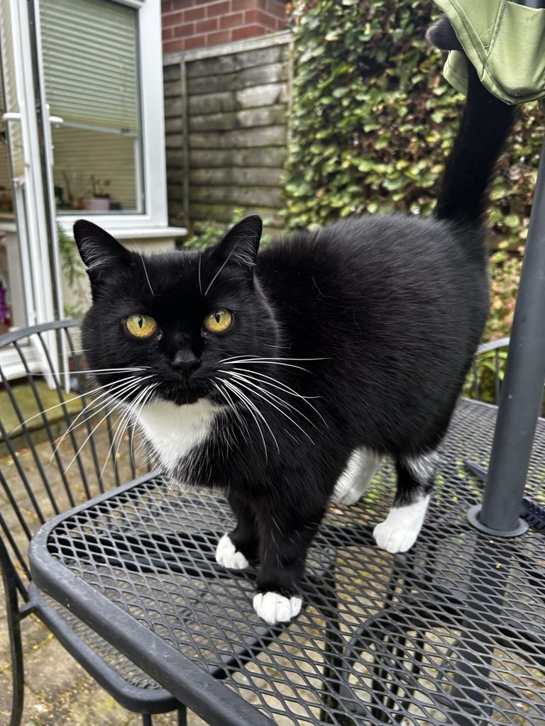 Cat-Sitter or Cattery?