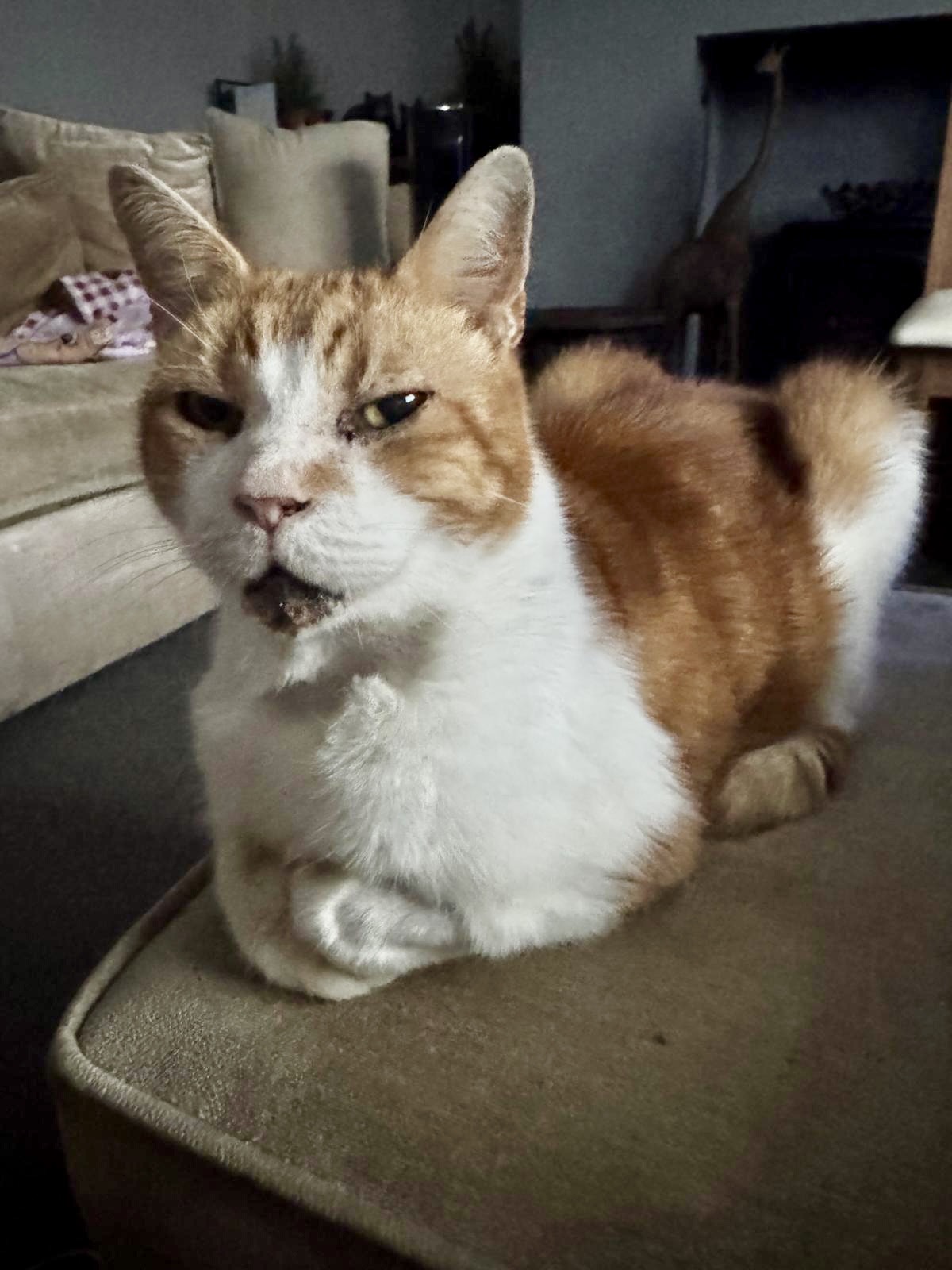 Mickey the 18-year-old rescue cat in Bury who inspired My Three Cats Bury cat sitting service