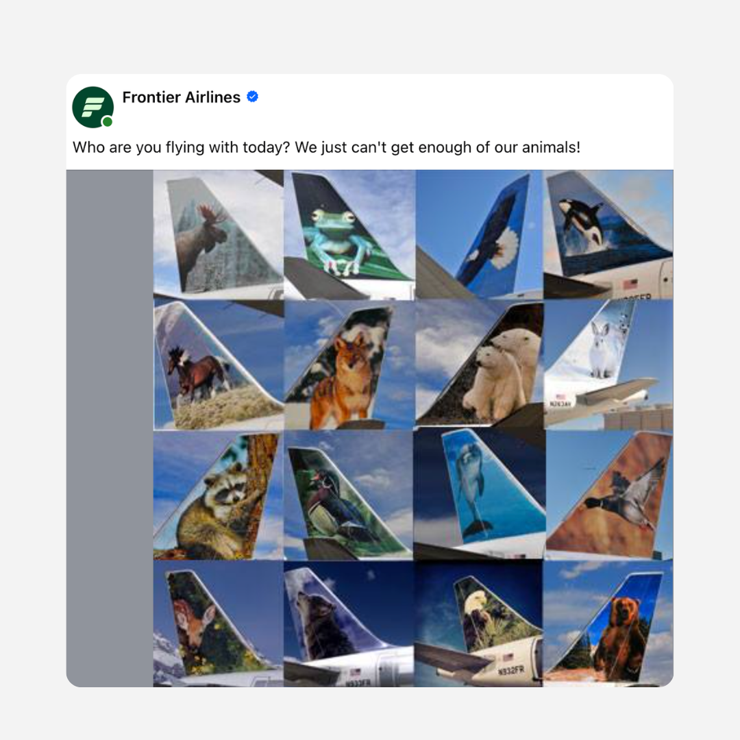 Frontier Airlines Animals