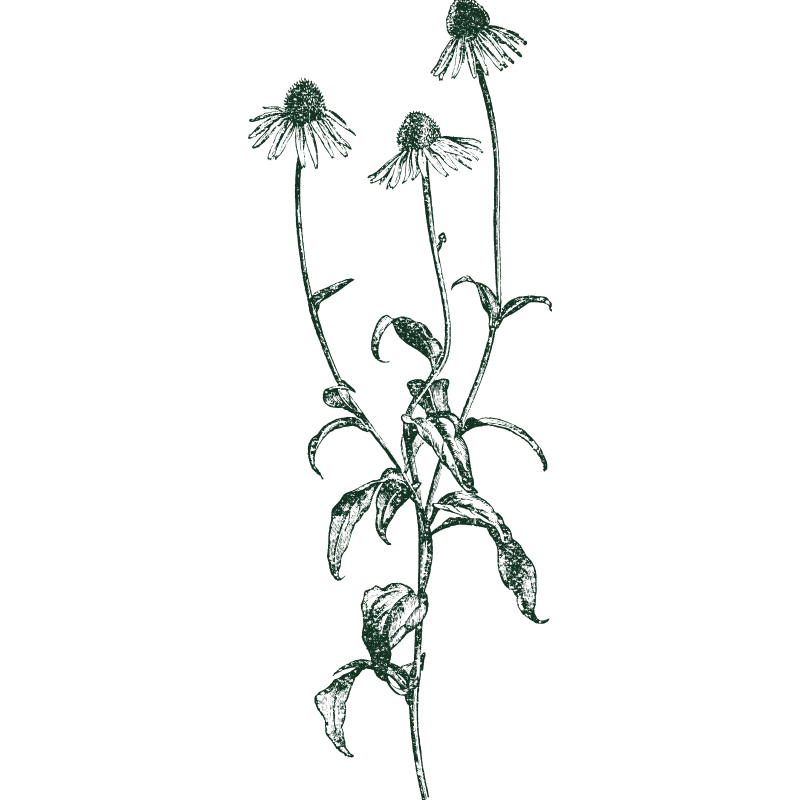 Cone Flower Icon