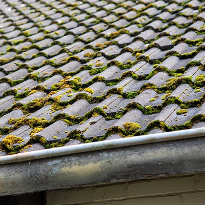 Tile Roof Cleaning