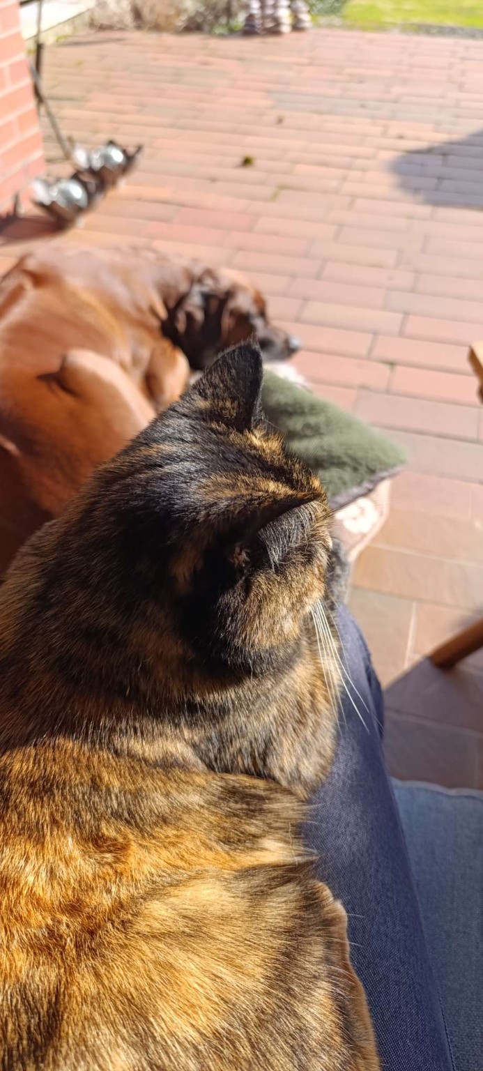 Katze auf dem Schoß und Hund im Hintergrund in der Sonne – Moment der Ruhe und des Ankommens im Alltag.