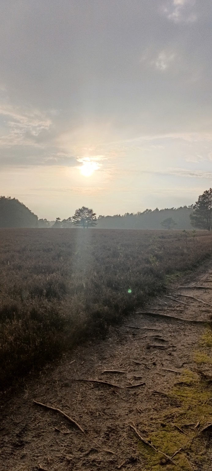 Wurzeln auf einem stillen Heideweg im Nebel – ein Weg durch das, was trägt, auch wenn es sich schwer anfühlt Wurzeln auf einem stillen Heideweg im Nebel – ein Weg durch das, was trägt, auch wenn es sich schwer anfühlt