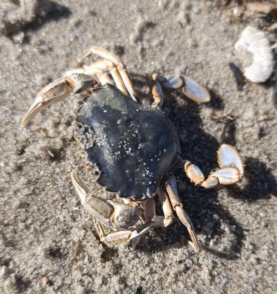 Kleiner Krebs im Sand. Symbol für Schutz und innere Stärke. Kleiner Krebs im Sand. Symbol für Schutz und innere Stärke.