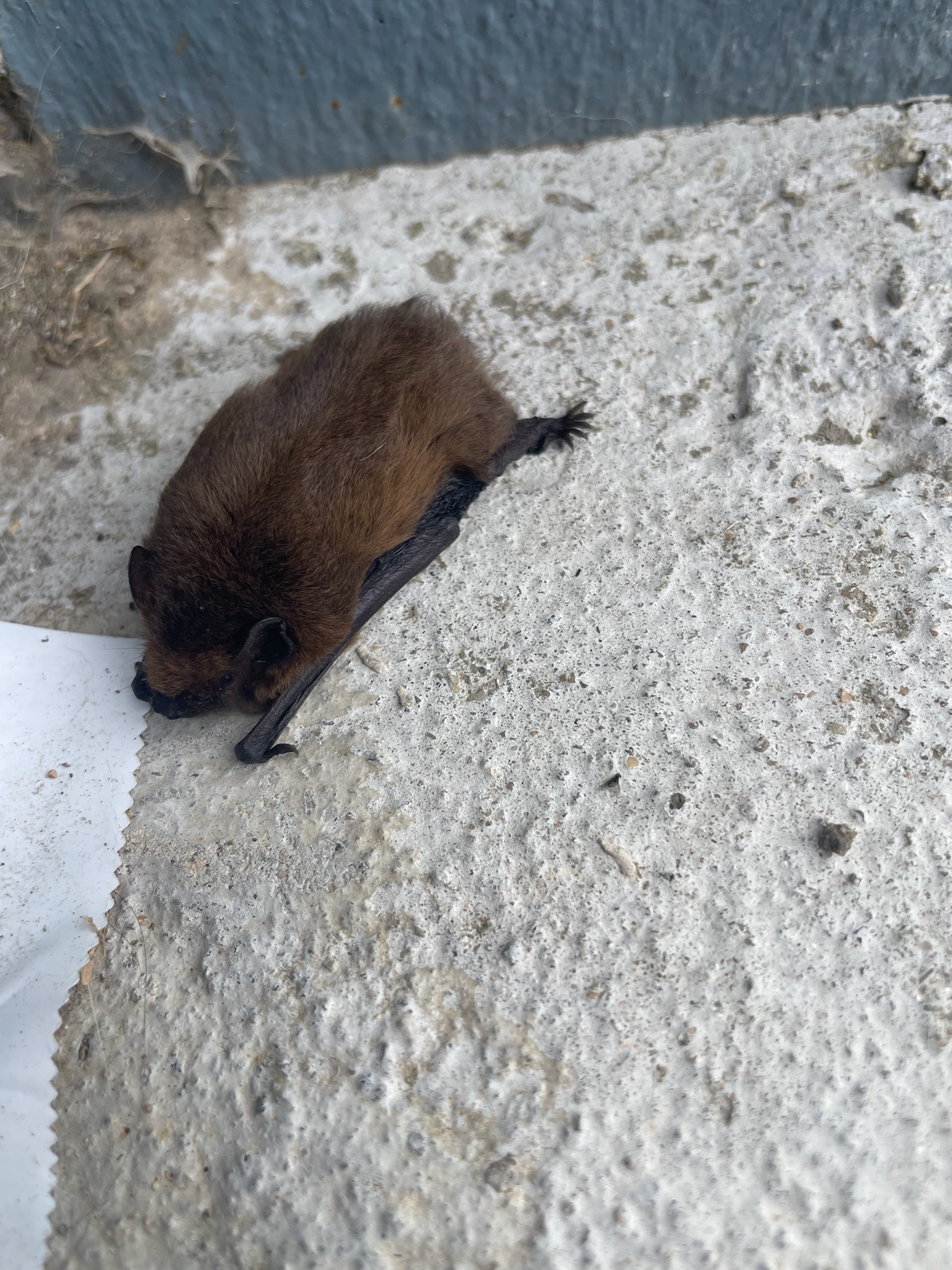 Chauve-souris sur le pas de ma porte Chauve-souris sur le pas de ma porte